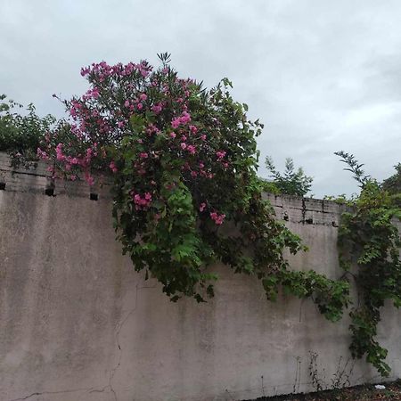 Le Clos Des Coquelicots Toulouse Dış mekan fotoğraf