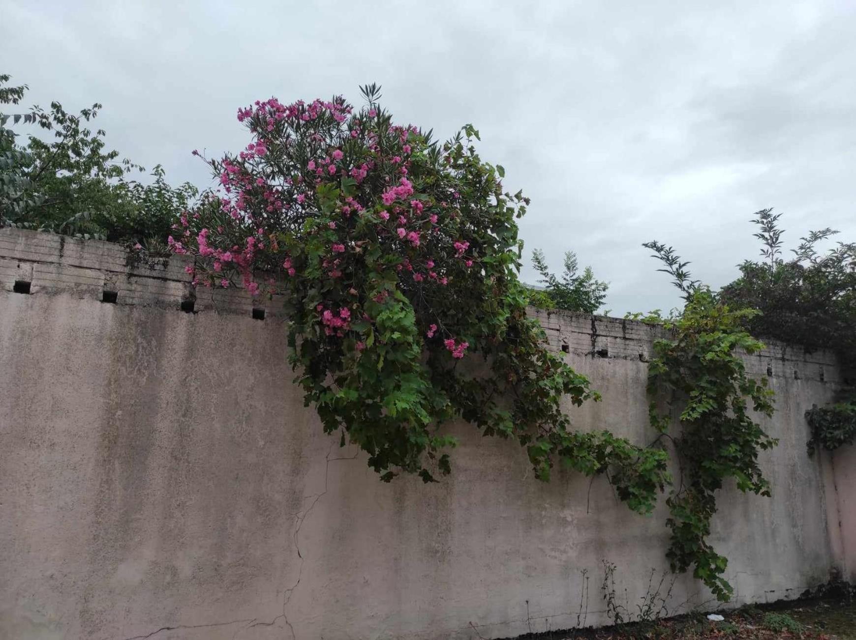 Le Clos Des Coquelicots Toulouse Dış mekan fotoğraf